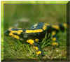 salamandre.jpg (18864 octets)