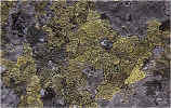 lichen3.jpg (104805 octets)