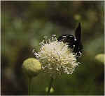 abeillecharpentiere1.jpg (28544 octets)