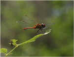 sympetrum.jpg (23967 octets)