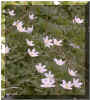 anemone.jpg (30094 octets)
