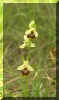 ophrysbourdon.jpg (39502 octets)