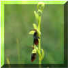 ophrysmouche.jpg (8230 octets)